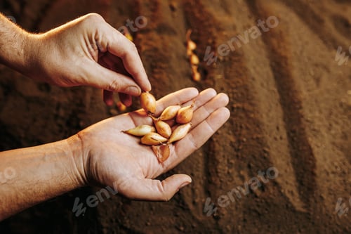 Preview: close up of a farmer's hands holding onion seeds chive on the soil background.