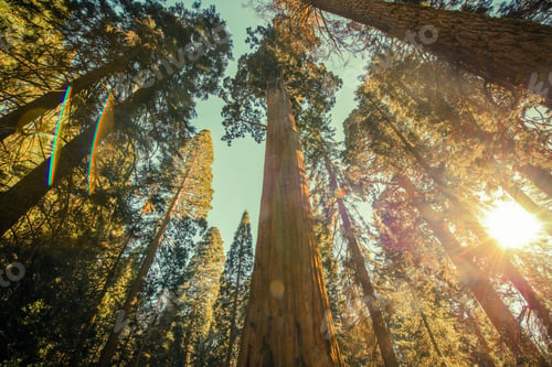 Preview: Sequoia National Park Grove