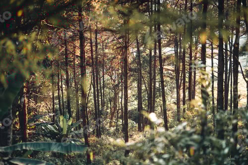 Preview: Mountains and pine forests on a summer