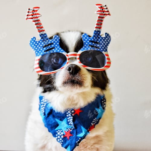 Preview: Patriot dog