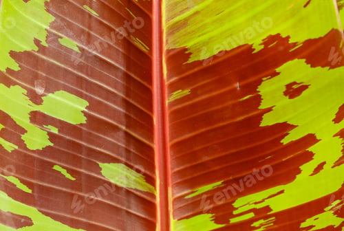 Preview: Tropical plant background. Green and red tropical plant