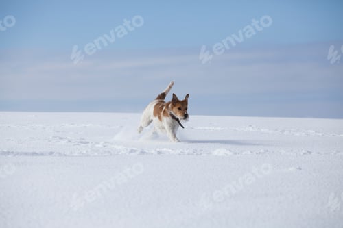Preview: Dog in snow