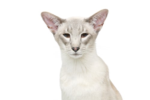 Preview: Beautiful oriental siam cat