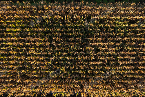 Preview: Corn field seen from above with dry autumn leaves