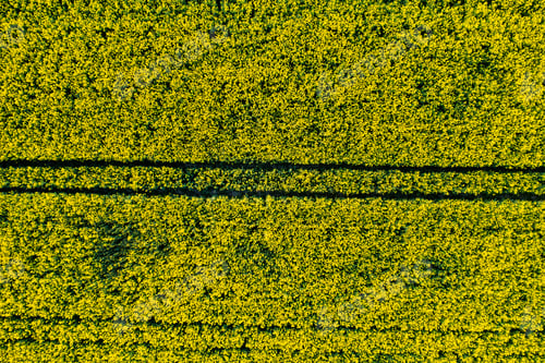 Preview: top view of a yellow rapeseed field in Belarus, an Agricultural area. aerial photography. Spring