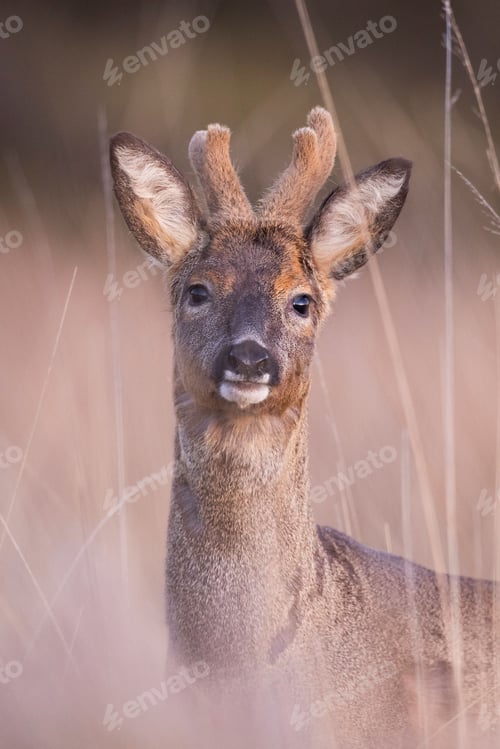 Preview: Close-up of a young deer in a grassy field.