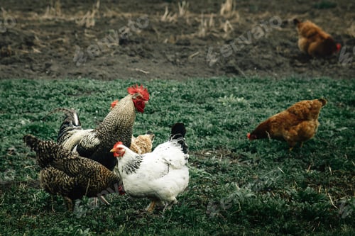 Preview: group of chickens and rooster walking in farm land, spring time, agriculture concept