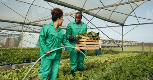 Preview: Greenhouse, vegetables and employees watering plants for growth, quality and food production. Susta