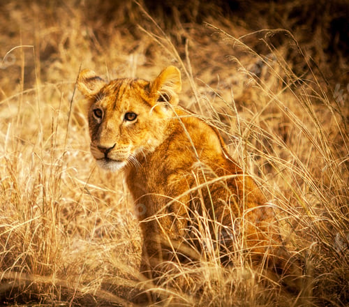 Preview: A Beautiful Wildlife photography pictures