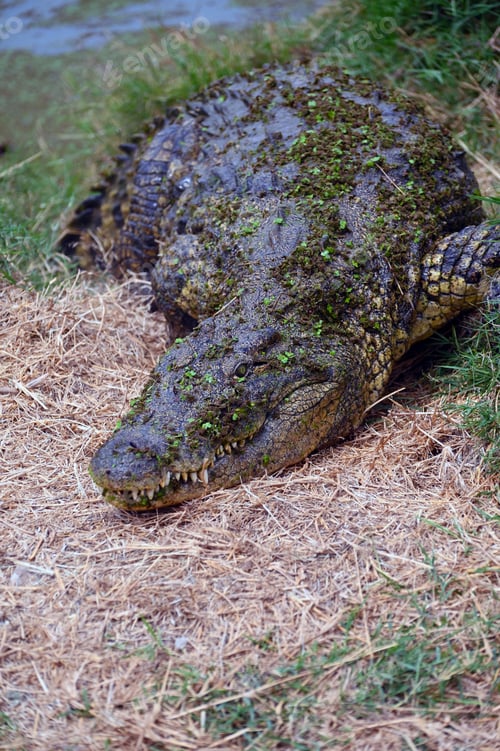 Preview: Nile Crocodile on the ground, at Kalimba Reptile Farm, Lusaka, Zambia