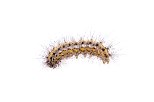 Preview: Colored caterpillar on a white background