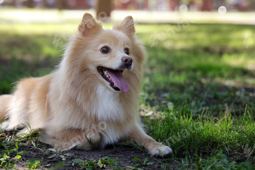 Preview: Cute dog in park on sunny day, space for text