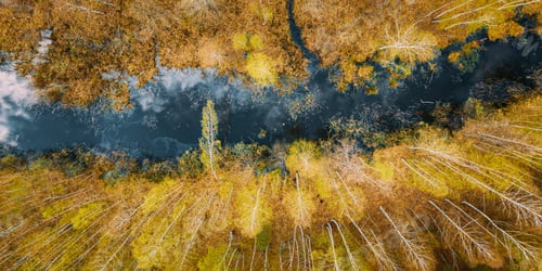 Preview: Spring Season. Aerial View. Young Birches Grow Among Small Marsh Bog Swamp. Deciduous Trees With