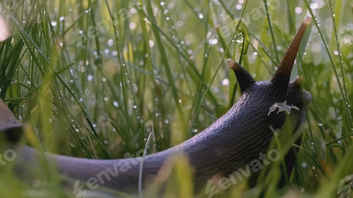 Preview: Snail in the grass. Creative. Snail antennae in green grass and dew. Green meadow macro world