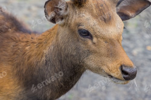 Preview: Portrait of deer or roe deer standing on ground. Close up.