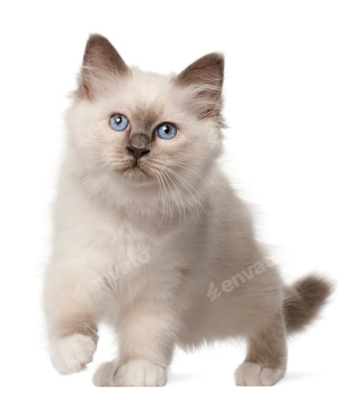 Preview: Birman kitten, 3 months old, standing in front of white background
