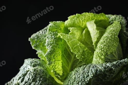 Preview: Fresh green savoy cabbage on black background, closeup