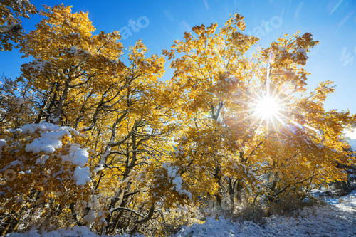 Preview: Early winter