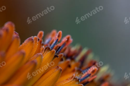 Preview: Dew drops on an aloe plant, Aloe maculata, the edge of a yellow leaf and moisture drops on stamens.