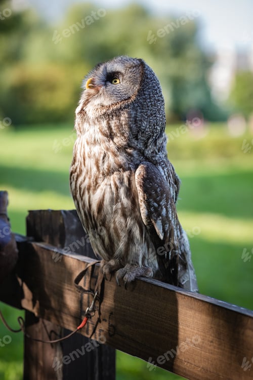 Preview: Big Cute bearded owl in green park