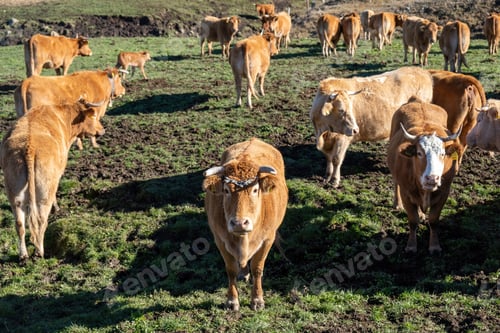 Preview: Cow herd on the field, two looking at camera. Brown horned cattles at pasture