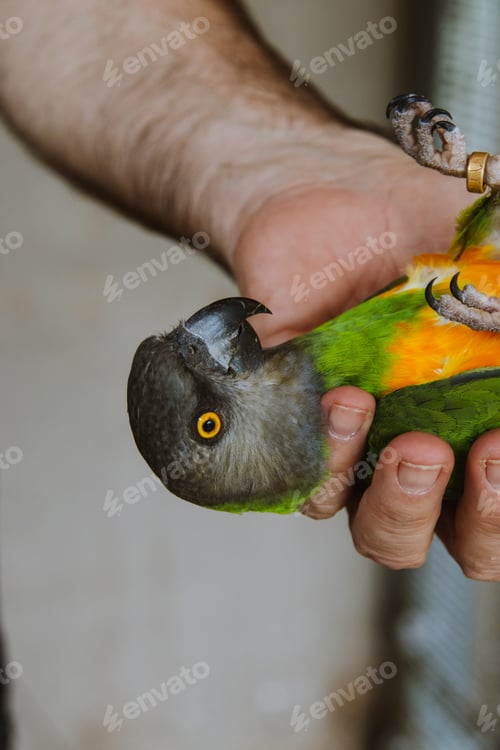 Preview: Parrot