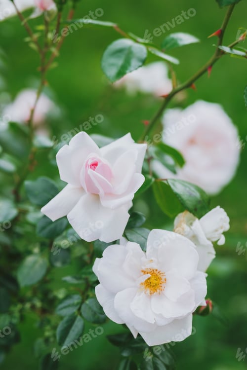 Preview: Soft pink roses blooming in a lush garden during the spring season