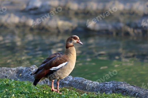 Preview: Egyptian Goose