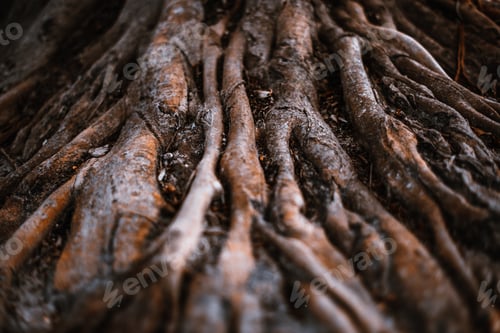 Preview: Giant roots of a tropical tree in the jungle
