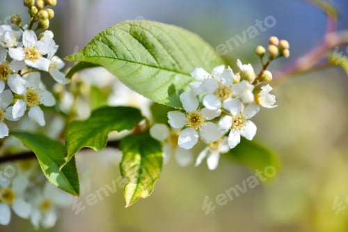 Preview: Natural background Bird cherry blooming (Prunus padus)