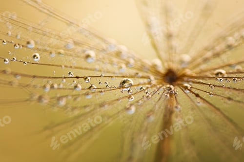 Preview: Abstract dandelion flower background. Seed macro closeup. Soft focus