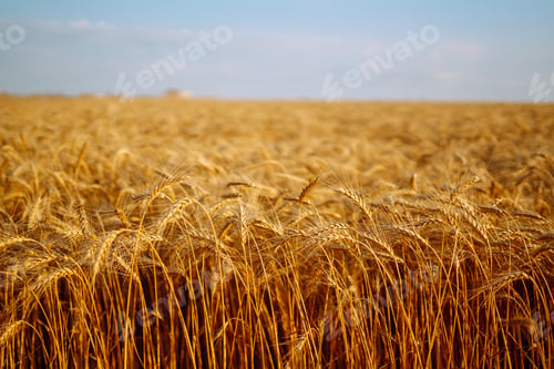 Preview: Backdrop of ripening ears of yellow wheat field on sunset Close up nature photo Idea of rich harvest