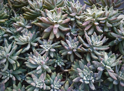 Preview: Succulents, plant of crassulacea perennial