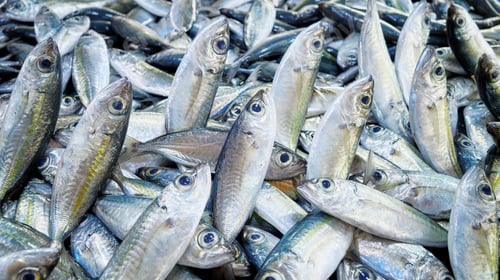 Preview: Freshly caught sea fish at a market, selective focus, Borneo, Malaysia.