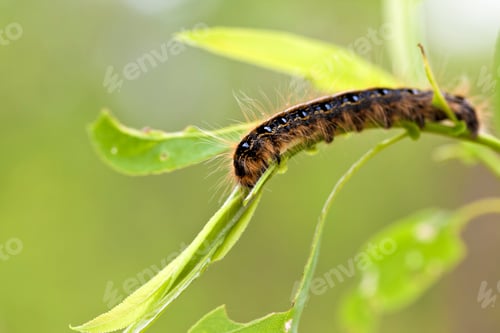 Preview: Eastern Tent Caterpillar