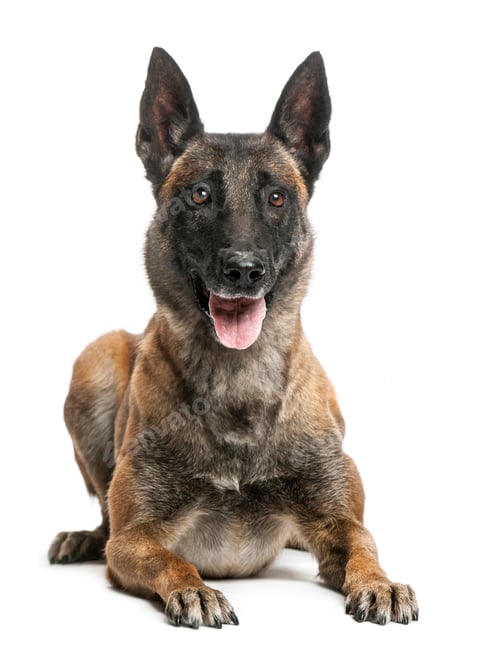 Preview: Belgian Shepherd lying against white background