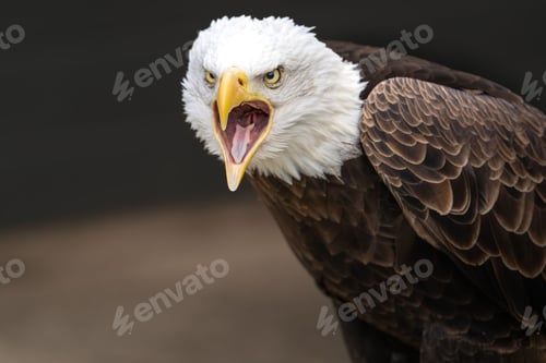 Preview: Close-up of a majestic bald eagle (Haliaeetus leucocephalus) against a dark background