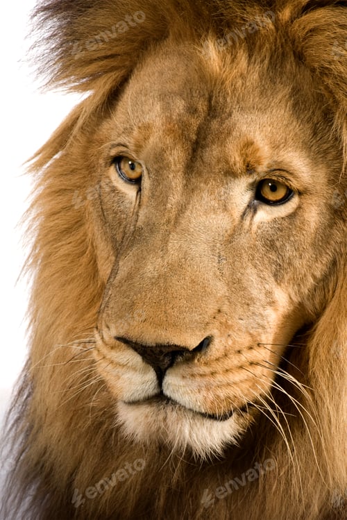 Preview: Close-up on a Lion's head (4 and a half years) - Panthera leo
