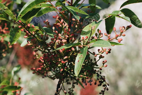 Preview: Selective focus shot of a blunt-leaved pistachio plant