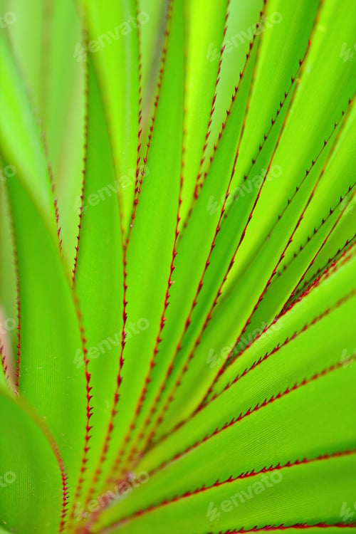 Preview: green leaf as background