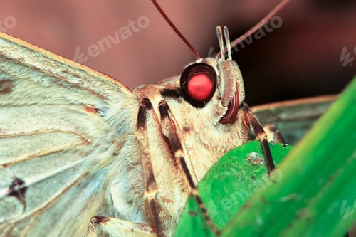 Preview: Moth Up Close at Night in Belize