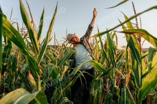 Preview: Farmer celebrating joyfully among tall corn stalks at sunset