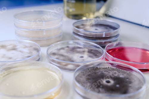 Preview: High angle closeup shot of Petri dishes with different substances for coronavirus testing
