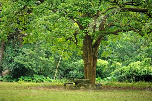 Preview: Rest Place Under Big Tree