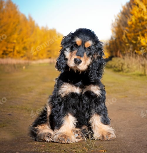 Preview: English Cocker Spaniel