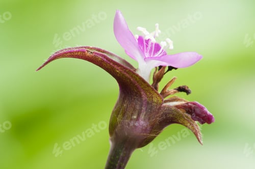 Preview: Small Purple Flower
