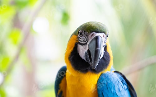 Preview: beautiful Blue-and-Yellow Macaw in rainforest