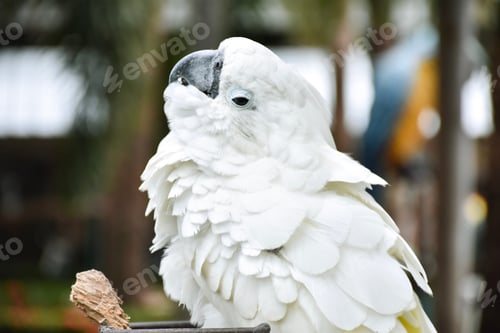 Preview: Cockatoo