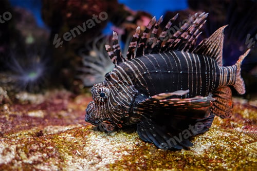 Preview: Red lionfish Pterois volitans fish underwater