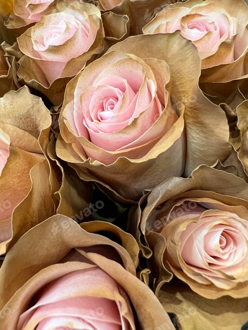 Preview: antique rose in a bouquet
